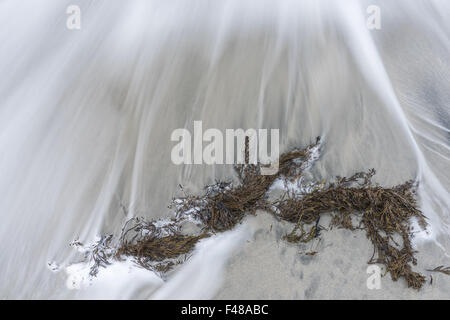 Le varech sur une plage de sable fin, Senja, Norvège Banque D'Images