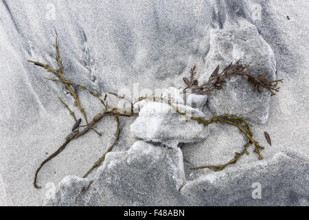 Le varech sur une plage de sable fin, Senja, Norvège Banque D'Images