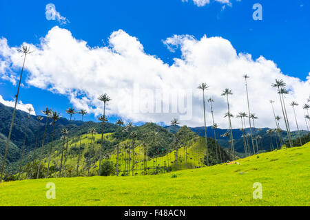 Accueil sur le plus grand des palmiers, la Valle de Cocora. Juin, 2015. Quindio, la Colombie. Banque D'Images