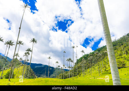 La magnifique Valle de Cocora, accueil sur le plus grand des palmiers. Juin, 2015. Quindio, Colombie Banque D'Images