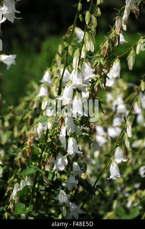 Bellflower kheira alibab Banque D'Images