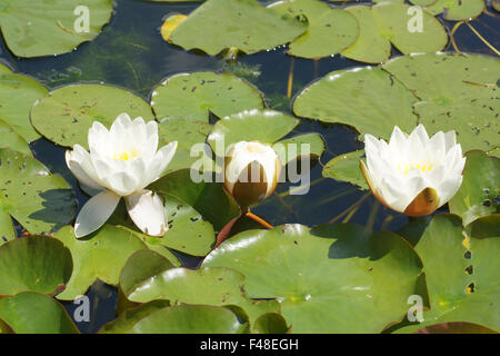 Nénuphar blanc Banque D'Images