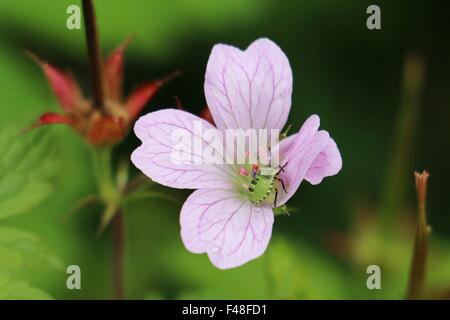 Bright Green Shield Bug dans une nymphe géranium sanguin rose fleur de géranium, Wargrave Pink, Gros plan sur un fond vert. Banque D'Images