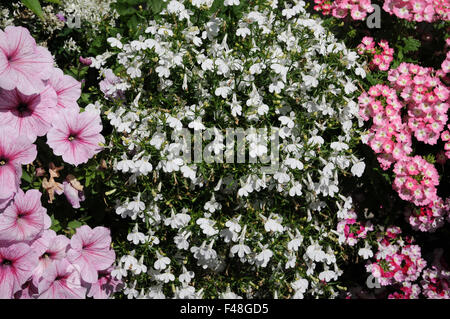 Lobelia erinus blanc arrière chaleur Techno Banque D'Images