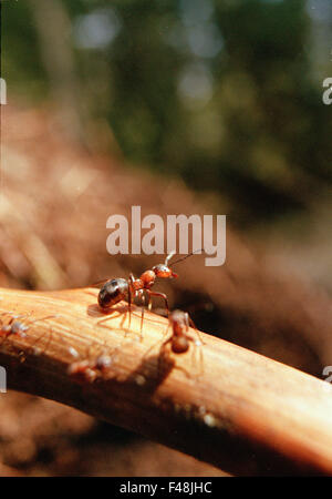Ant ant-hill noir de l'antenne près de la nature image de couleur jour l'environnement d'insectes hyménoptères Haninge rechercher Scandinavie rouge Banque D'Images