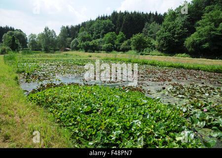 Bassin aux nymphéas et bog arum Banque D'Images