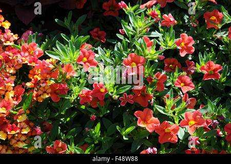 Cultivars Calibrachoa Aloha Kona Mandarin Banque D'Images