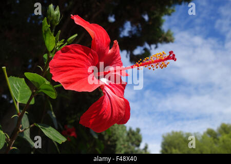 Hibiscus rosa sinensis fleur rouge montrant étamines autour de la stigmatisation de longue Banque D'Images