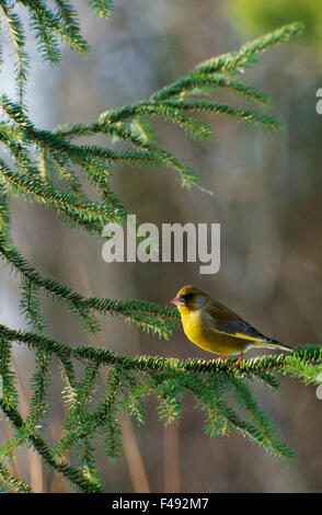 Un verdier sur un épicéa bransch Banque D'Images