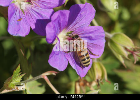 Geranium bois Banque D'Images