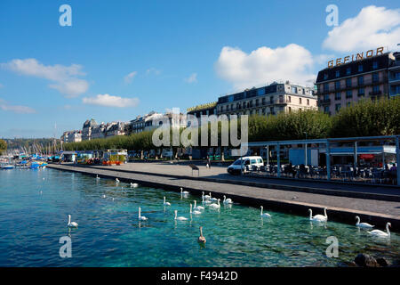 Les cygnes sur le lac de Genève, Genève, Suisse Banque D'Images