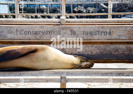 Sea Lion reposant sur un banc qui lit "conserver ce qui est le nôtre!", San Cristobal, Îles Galapagos, Equateur Banque D'Images