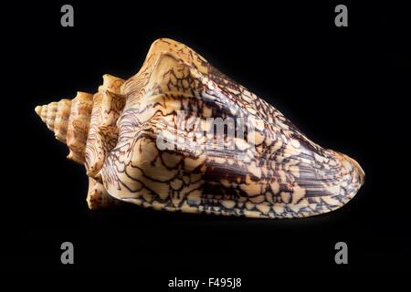 Sea Shell isolé en mer Marine noir,shell dans un studio sur un fond sombre. Collection de coquillages de mer Banque D'Images