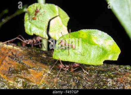 Les fourmis coupeuses de feuilles (Atta sp.) Minims (petits travailleurs) à cheval sur les feuilles, aident à protéger des parasites des nids. Banque D'Images