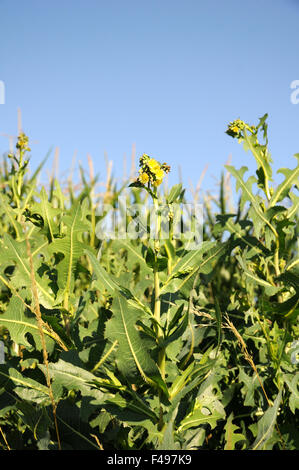 Laitue scariole Banque D'Images