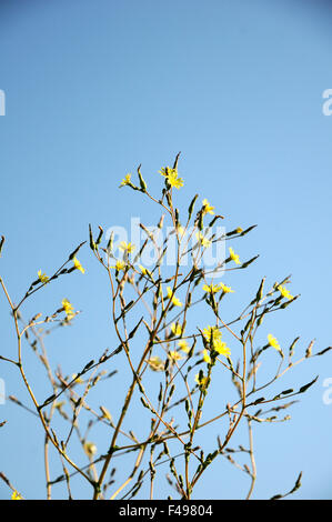 Laitue scariole Banque D'Images