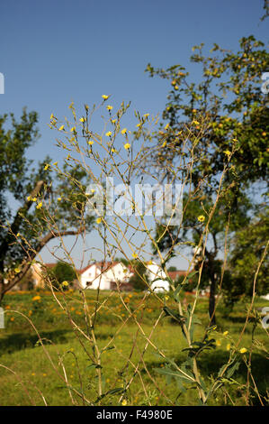 Laitue scariole Banque D'Images