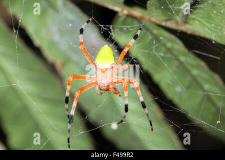 Araignée de couleur vive dans un site web dans la forêt tropicale, l'Équateur Banque D'Images