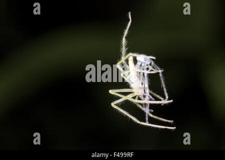 L'Araignée suspendue à un fil de soie holding sa vieille peau il vient de faire. Dans la forêt la nuit, de l'Équateur Banque D'Images