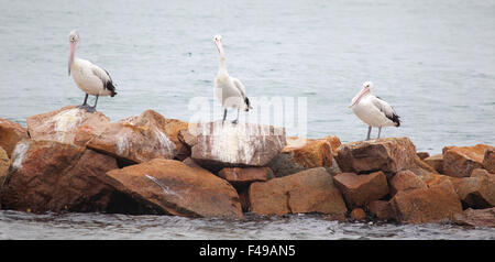 Trois Pélicans australiens (Pelecanus conspicillatus) assis sur un rocher au bord du lac de roi en Lakes Entrance, Victoria, au Banque D'Images