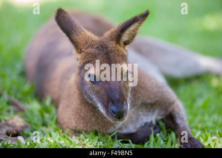 Le Wallaby dormir sur l'herbe dans le parc naturel Banque D'Images