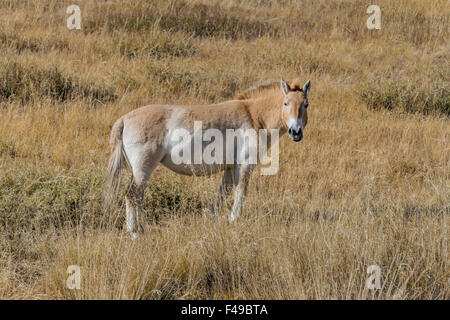 Le cheval de Przewalski, Hustai National Park, Mongolie Banque D'Images