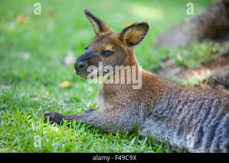 Le Wallaby dormir sur l'herbe dans le parc naturel Banque D'Images