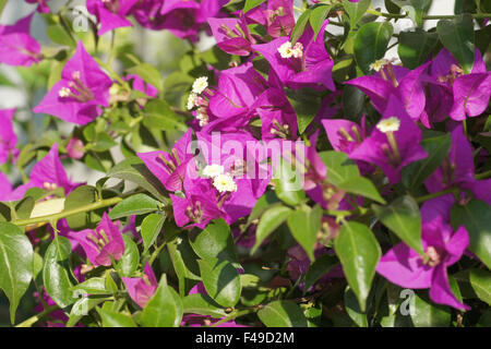 Bougainvillea glabra Banque D'Images