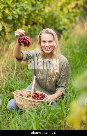 Vigneron blonde remettre un raisin rouge Banque D'Images