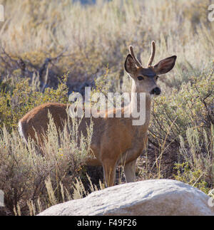 Young Buck le Cerf mulet (Odocoileus hemionus) dans le haut désert Banque D'Images