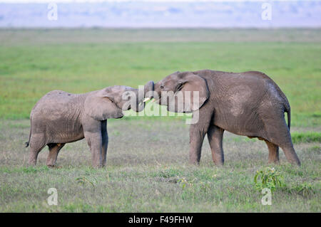 Éléphants d'Afrique (Loxodonta africana) dans le parc national d'Amboseli, Kenya, Afrique. Banque D'Images