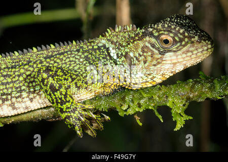 Forêt Amazonienne dragon (Enyalioides laticeps) dans la forêt tropicale, l'Équateur Banque D'Images