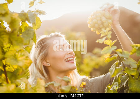 Young happy woman holding grapes Banque D'Images