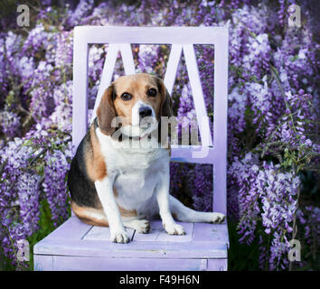 Senior animal dodu chien beagle est assis sur une chaise en face de glycine fleurs de vigne Banque D'Images