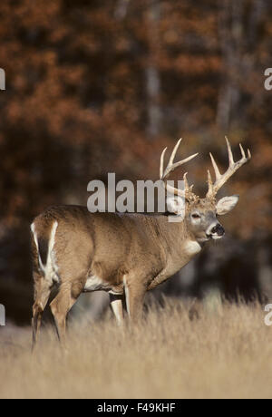 Buck de cerf de Virginie debout dans un pré pendant la rut d'automne dans le Wisconsin. Banque D'Images