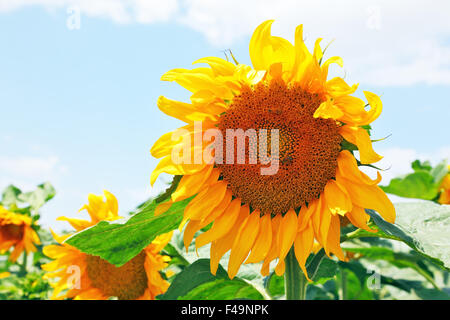 La tête de tournesol jaune Banque D'Images