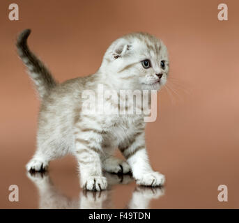 chaton Banque D'Images