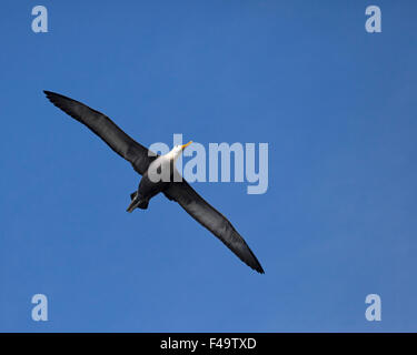 Albatros ondulés (Phoebastria irrorata) qui s'envolent dans un ciel bleu clair avec des ailes dépassant à Punta Suarez, l'île d'Espanola, les îles Galapagos Banque D'Images