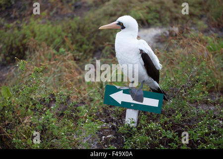 Nazca Booby (Sula granti) perchée sur le poste de signalisation de la trace, île de Genovesa dans les îles Galapagos Banque D'Images