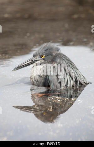 Heron de lave (Butorides sundevalli) tremper dans l'eau peu profonde de l'océan pour éliminer les parasites Banque D'Images