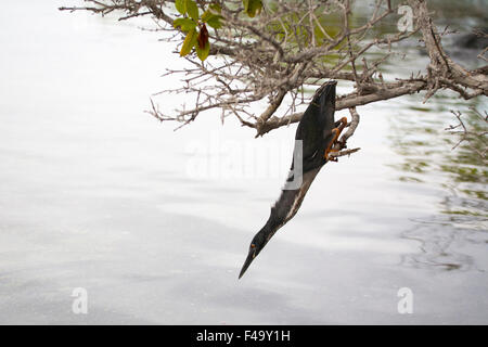 Heron Butorides sundevalli (lave) la chasse de perche sur la direction générale de la mangrove Banque D'Images