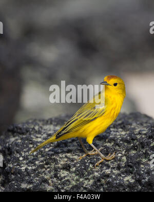 La Paruline jaune (Dendroica petechia) mâle Banque D'Images