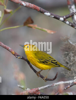 La Paruline jaune (Dendroica petechia) mâle Banque D'Images