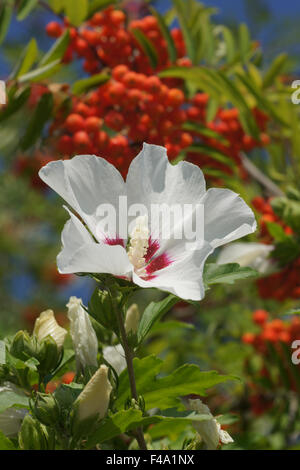 Althaea arbuste Banque D'Images