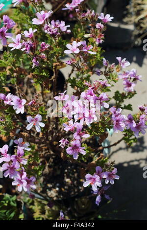 Pelargonium citrosum ou connu sous le nom de Mosquito Repellant Plante ou plante citronnelle Banque D'Images