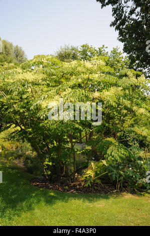 Arbre généalogique angelica japonais Banque D'Images