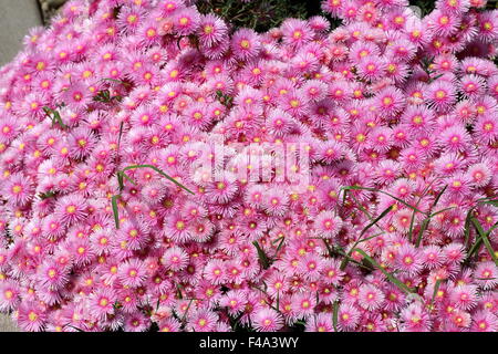 Mesembryanthemum , glace planter des fleurs en pleine floraison Banque D'Images