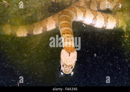 Serpent d'eau à bandes marron (Helicops angulatus) à la surface d'un étang dans la forêt tropicale, l'Équateur Banque D'Images