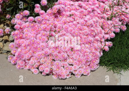 Cochon rose fleurs face ou Mesembryanthemum , glace planter des fleurs en pleine floraison Banque D'Images