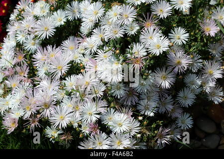 Porc blanc visage de fleurs ou Mesembryanthemum , usine à glace, fleurs en pleine floraison de marguerites Livingstone Banque D'Images